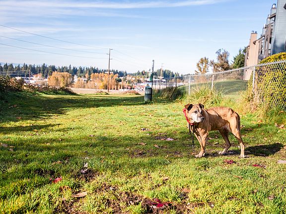 Tacoma Apartments - The Lodge at Madrona Apartments - Dog Park