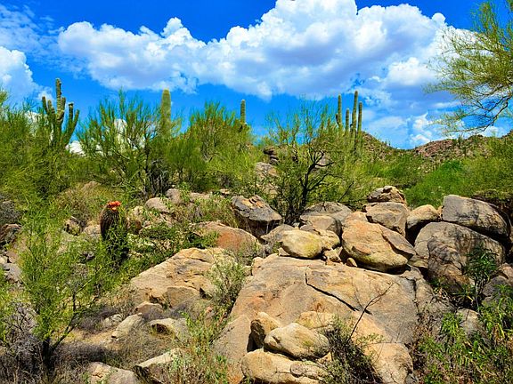 5th image of 14442 N Giant Saguaro Pl