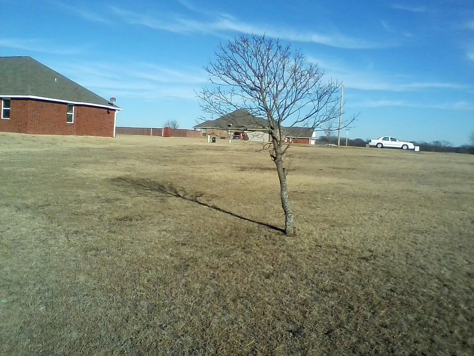Back of lot looking forward