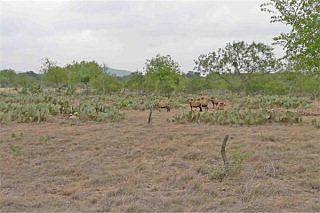 1st image of 631 County Road 380