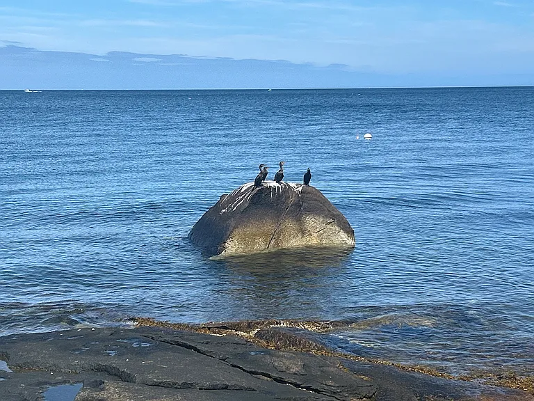 Our friendly neighbors!