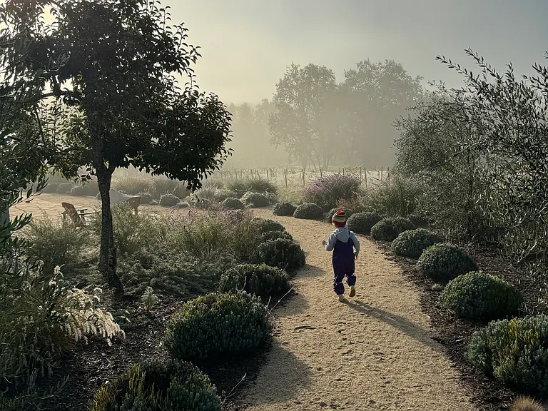 Running by the olive grove on a crisp winter morning
