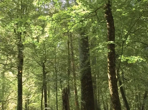 0 Troupe Smith Rd SE, Conyers, GA 30094