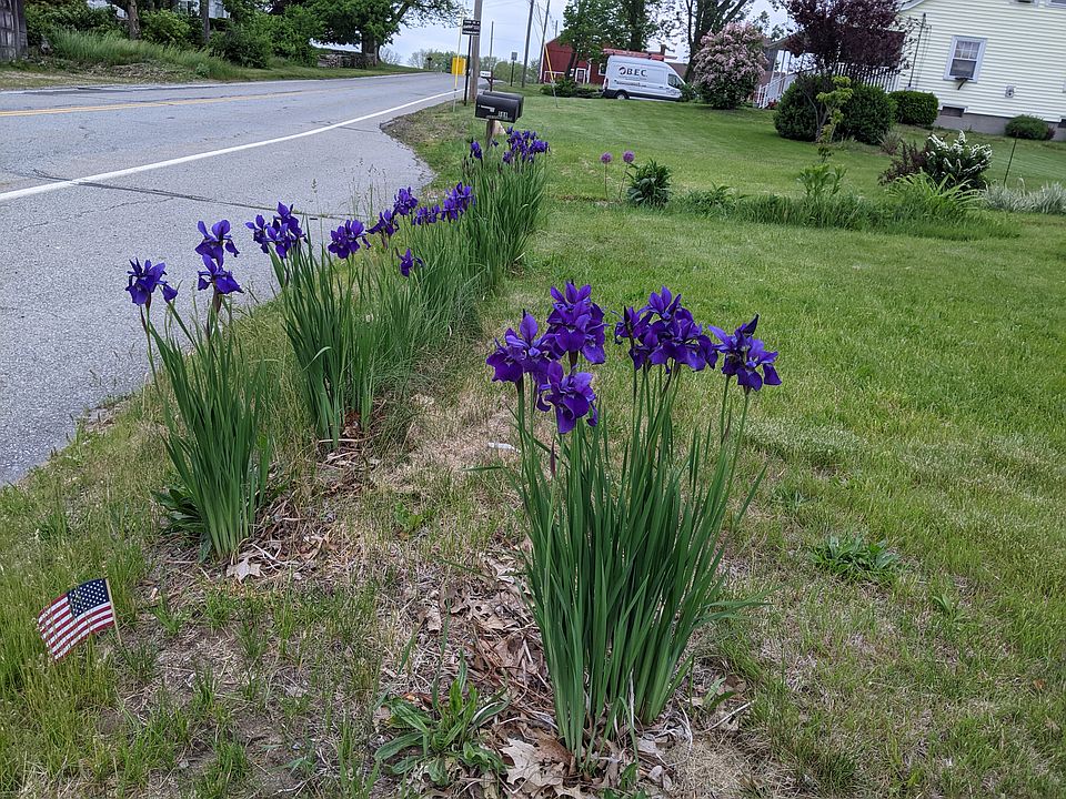 Siberian purple irises