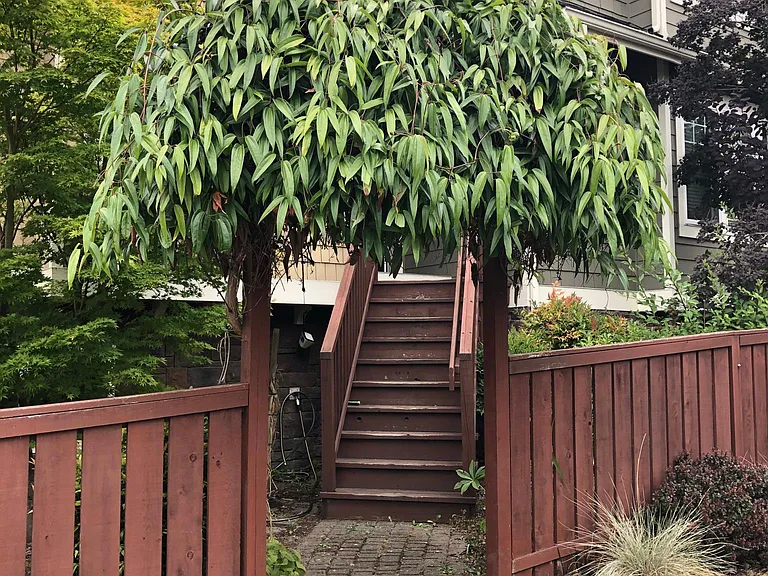 Main entrance to the house through the small front yard garden via the wooden staircase