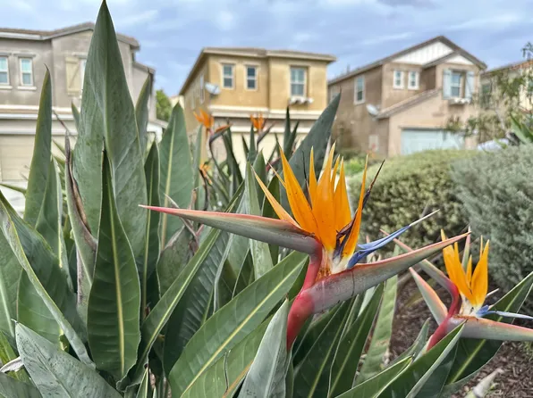 1132 Cherry Tree Ln, Vista, CA 92084