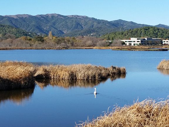 Pacheco Pond as viewed from the Bay Trail overlook. Trail allows for walking/biking between Hamilton and Bel Marin Keys almost exclusively off road.