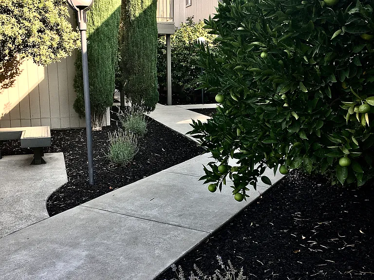 Olive Tree Apartments — Photo 20