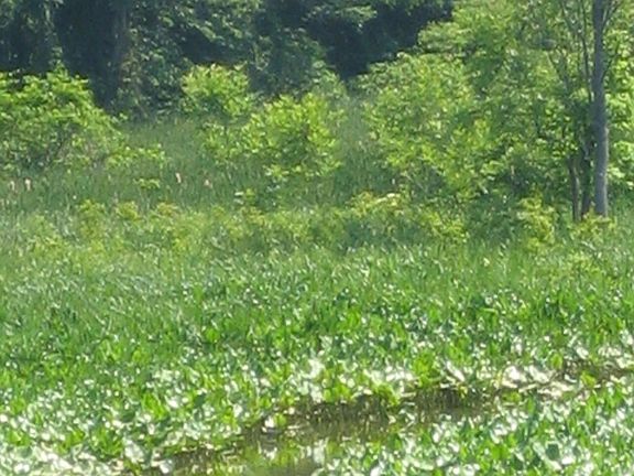 House backs to Little Hunting Creek