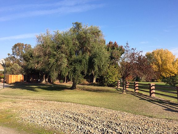 front side lot Olive trees