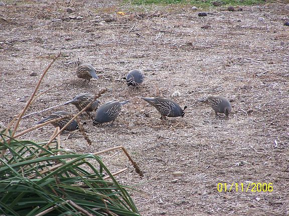 Quail Visit