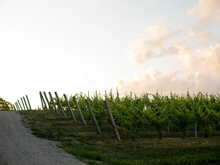 The gravel drive passes through beautiful vineyard blocks