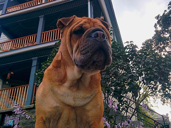 front of building w my dog