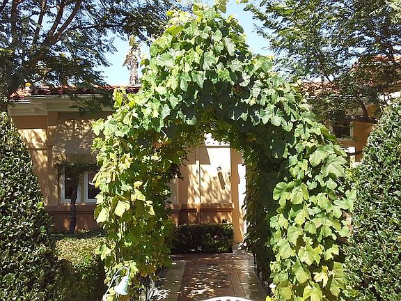 iron pergola with grapevines