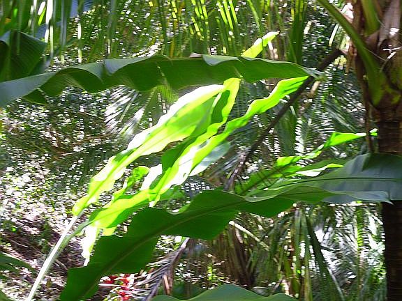   Streamside apt. plants  