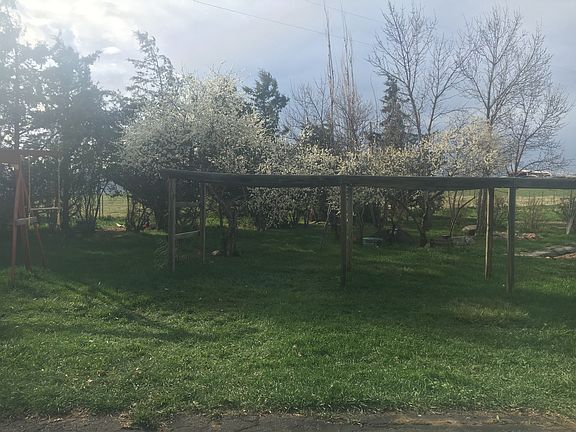 Plum trees and grape arbor