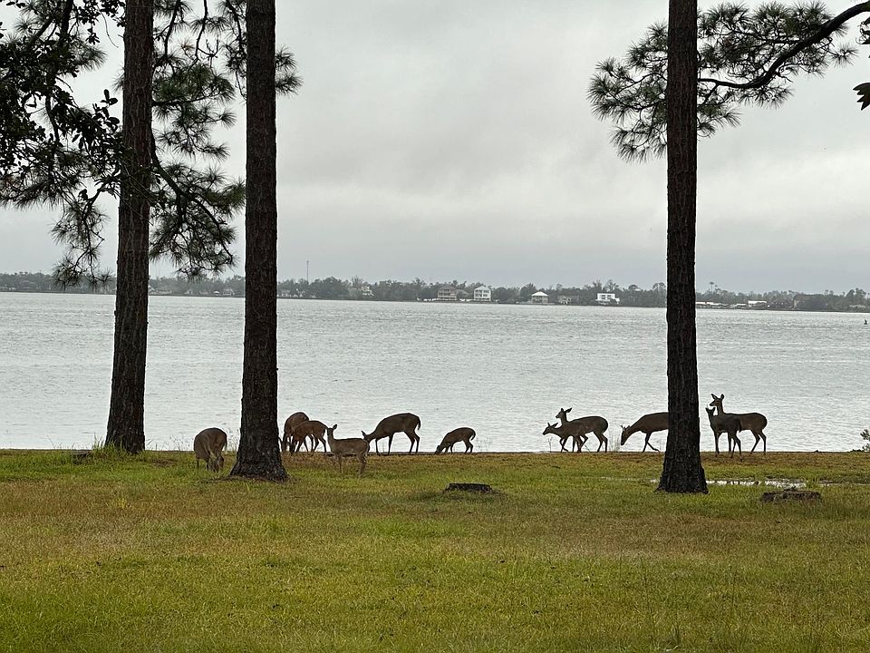 Deer grazing along the waterfront, view from Great Room. The Deer visit often, casually walking & eating, sometimes the bed down, looking quite comfortable & gazing towards the Bay...