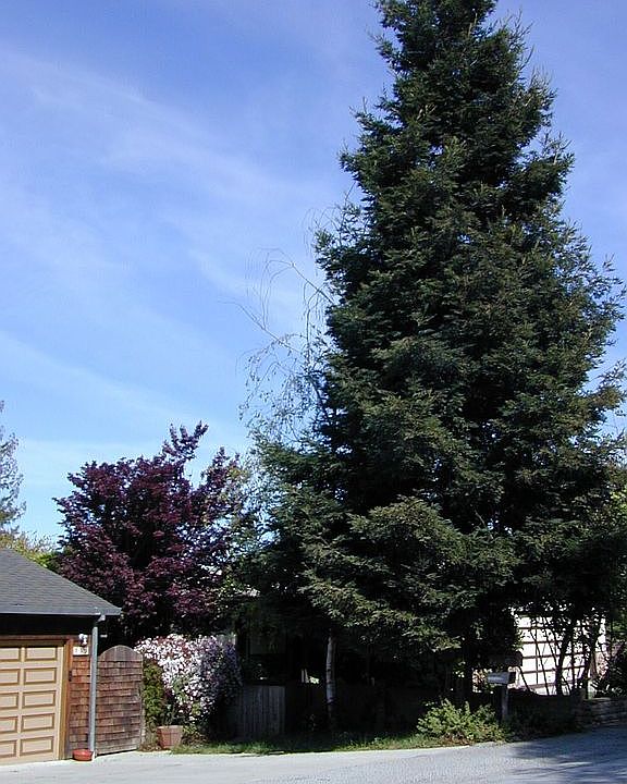 Coastal Sequoia Tree