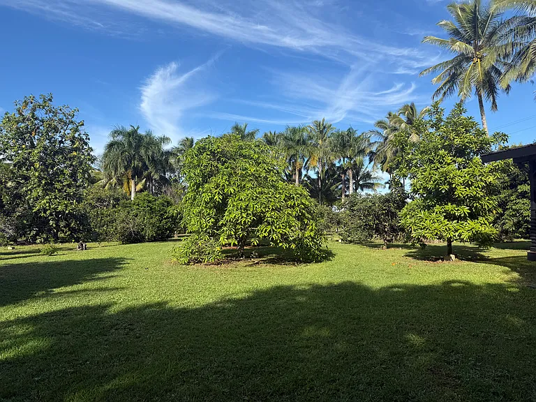 View from the lanai of some of the fruit trees on the 5 acre property.