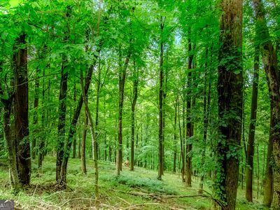 LOT M165 Walnut Rdg, Ellijay, GA, 30536
