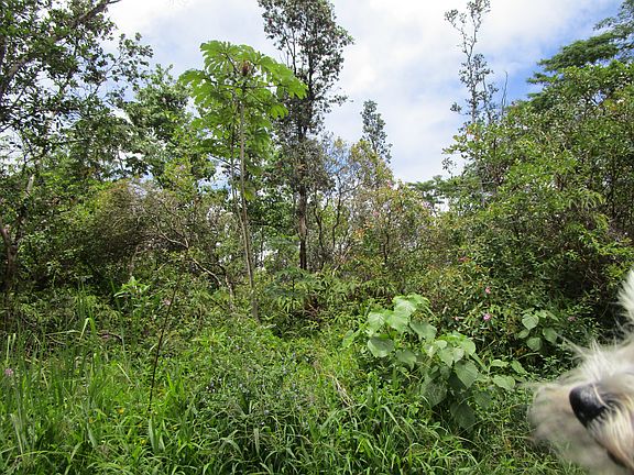 2nd image of Silversword Ct Lot 7