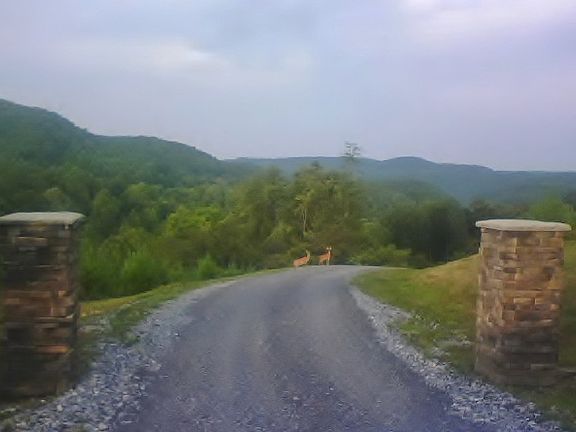 Deer at Valley Entrance 