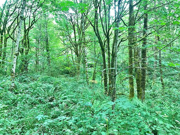 level site,marketable timber