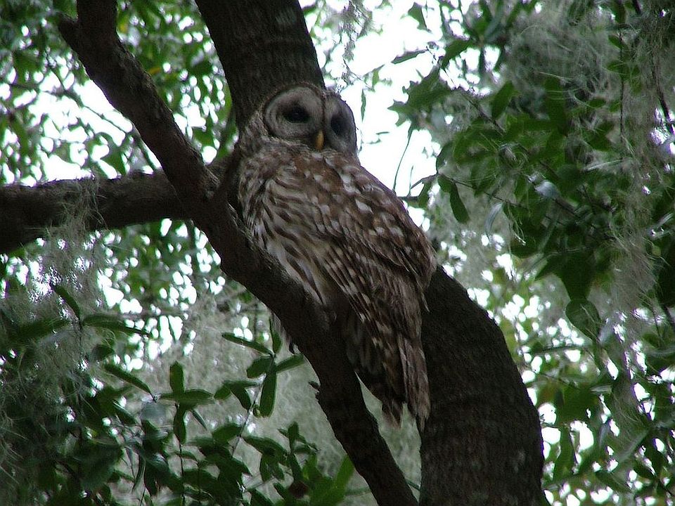 Owl