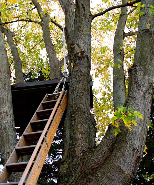 Tree house