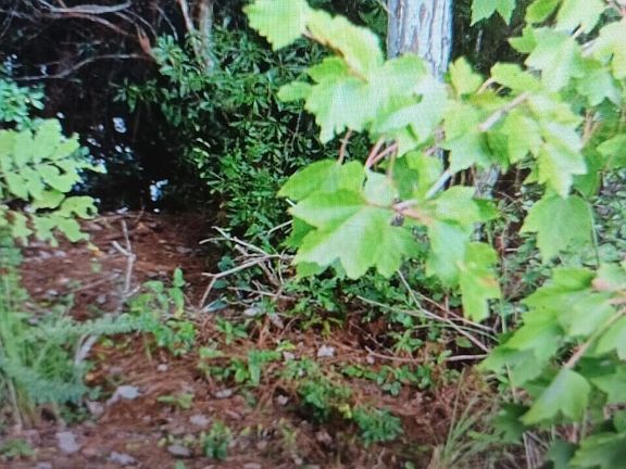 4th image of 1986 Deer Vista St SW