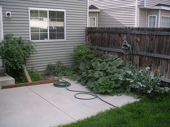 Back yard garden