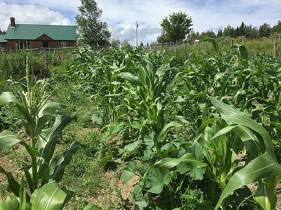 Organic garden & apple trees