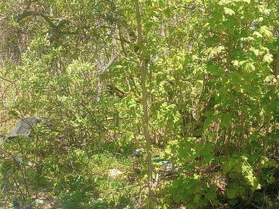 Catherine Avenue, Waterbury, CT, 06704