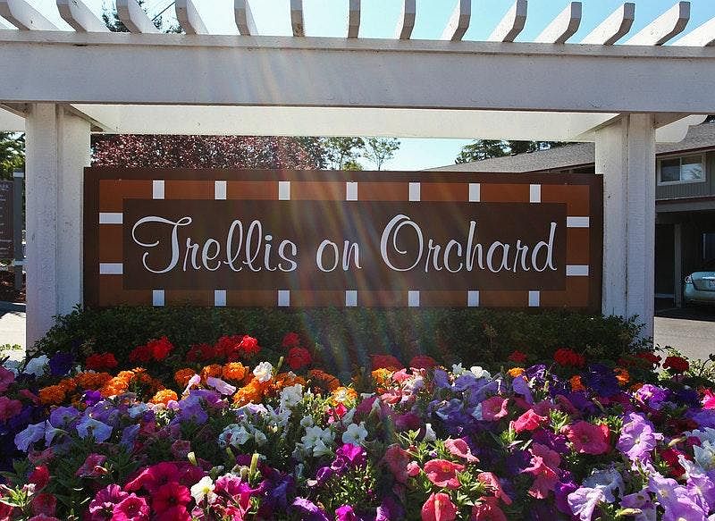 Trellis On Orchard