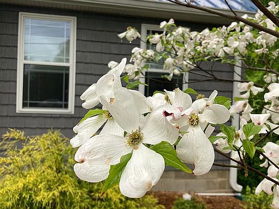 Kentucky dogwoods