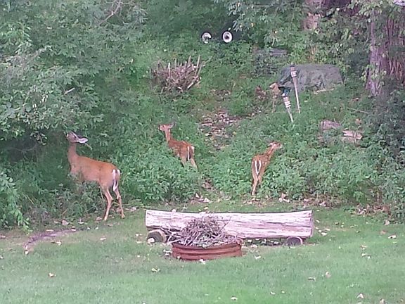 Deer always in yard