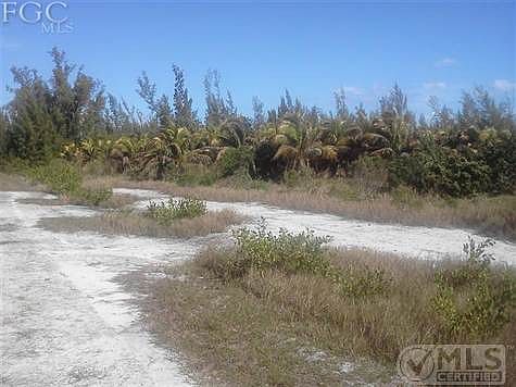 NE from center - small tree inventory on back parcel