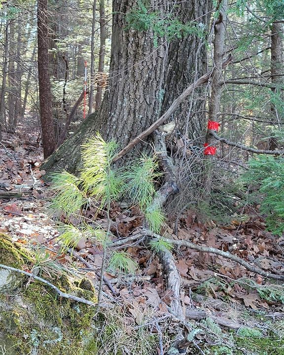 2nd image of 87 Stevens Park Rd