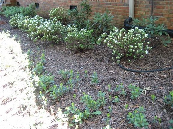 Front Gardens