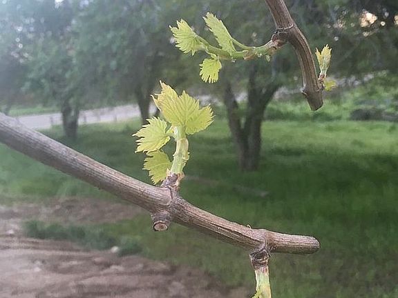 Beautiful morning dew