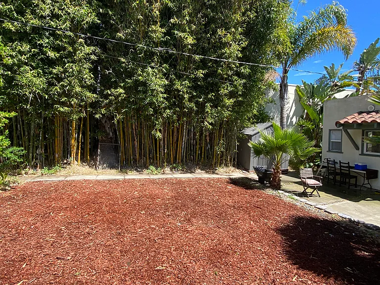 Bamboo grove