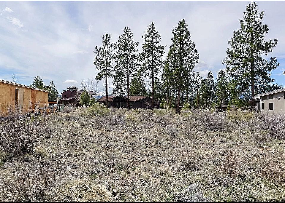 Trees are back property line