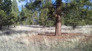 Lots of wildlife roam through here...