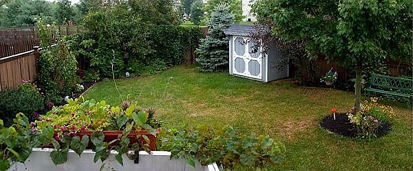 Backyard panorama in Summer