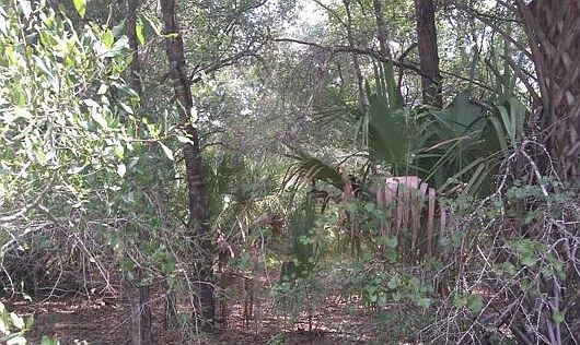 1st image of 9063 N Cereus Way
