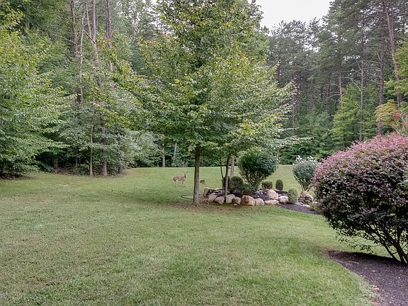 wildlife visits from woods