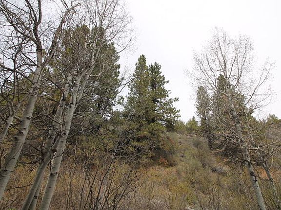 4th image of White Tail Ln Lot 19