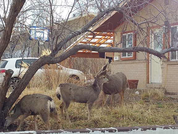 Deer in Front Yard Last Year