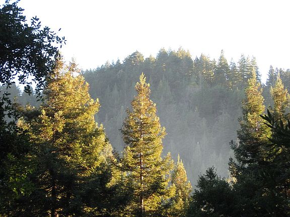 View From Front Yard