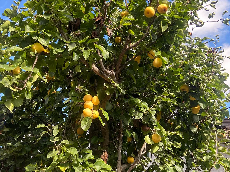 Asian pear tree in backyard